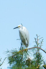 the egret on the tree