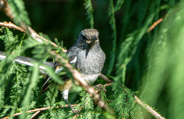 magpie robin on the tree