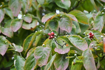 赤い実をつけたハナミズキ