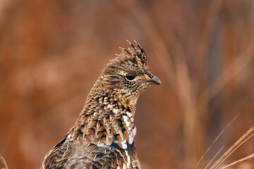 Portrait of Ruffed grouse hen in the red fall forest.