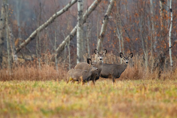 Mule deer is standing in the field at the bush in autumn day.