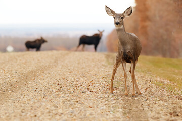 Mule deer is standing on the gravel road with mooses behind.