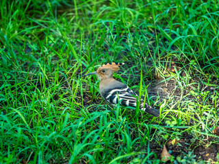 the hoopoe in the grass © wen