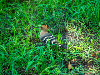 the hoopoe in the grass © wen