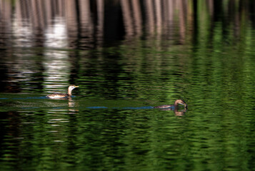 The little grebe in the water