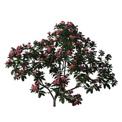 Rhododendron hybridum, rose, dendron tree, small tree, bush, tree, big tree, light for daylight,...