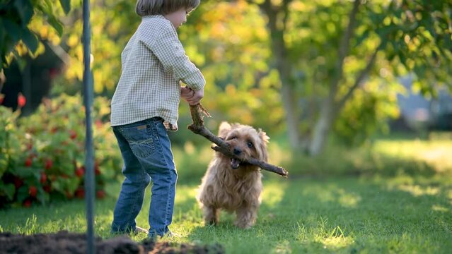 Funny cute little boy playing with pedigreed Australian terrier in sunny summer backyard or garden. Outdoor summer portrait of a boy with blue and sable tan purebred Australian terrier dog pet.