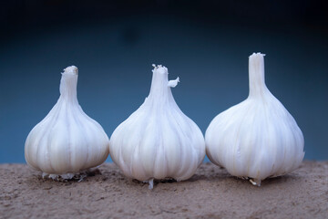 Obraz premium Garlic bulbs on a blue background. Close-up image.
