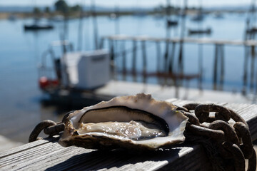 Eating of fresh live oysters with citron at farm cafe in oyster-farming village, with view on boats...