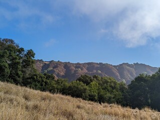 California landscape of oak trees scattered among the beautiful golden hills of the Las Trampas hiking trail in Contra Costa County