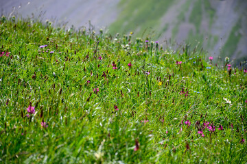 Blossom of colorful wild flowers on alpine meadows neat Col du Lautaret, French Alps