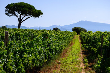 Vineyards of Chateauneuf du Pape appellation with grapes growing on soils with large rounded stones...