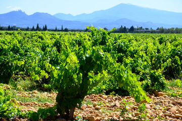 Fototapeta na wymiar Vineyards of Chateauneuf du Pape appellation with grapes growing on soils with large rounded stones galets roules, view on Ventoux mountain, famous red wines, France
