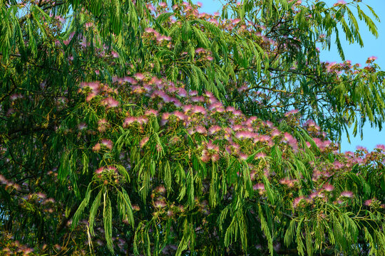 Pink blossom of Persian silk tree Albizia julibrissin in summer