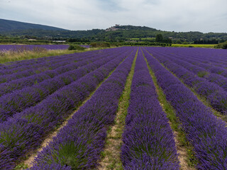 Fototapeta premium View on rows of blossoming purple lavender, green fiels and Lacoste village in Luberon, Provence, France in July