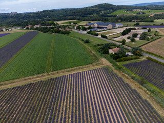 Aerial view on rows of blossoming purple lavender, green fiels and Lacoste village in Luberon, Provence, France in July