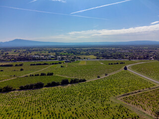 Vineyards of Chateauneuf du Pape appelation with grapes growing on soils with large rounded stones...