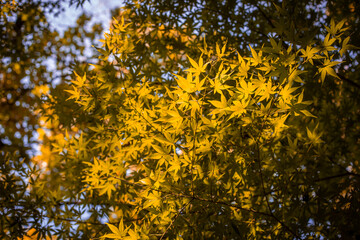 Autumn foliage blue sky with beautiful sunlight
