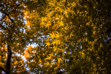 Autumn foliage blue sky with beautiful sunlight