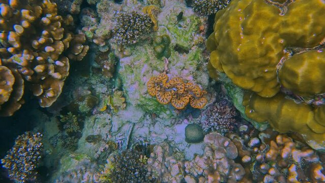 Snorkling snorkel in Phi Phi Island Corel reef teaming with reef fish of various colours. Phuket Thailand teaming with reef fish of various colours. vibrant and colourful Corel reef