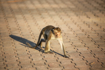 태국 롭부리 유적지에서 만난 원숭이 사원과 원숭이들  