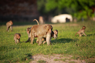 태국 롭부리 유적지에서 만난 원숭이 사원과 원숭이들  