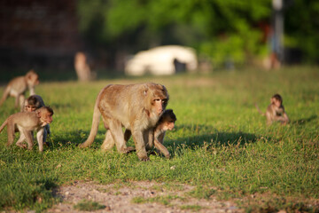 Fototapeta premium 태국 롭부리 유적지에서 만난 원숭이 사원과 원숭이들 