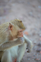 태국 롭부리 유적지에서 만난 원숭이 사원과 원숭이들  