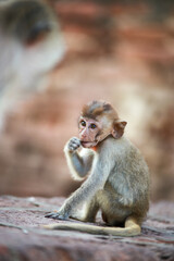 태국 롭부리 유적지에서 만난 원숭이 사원과 원숭이들  