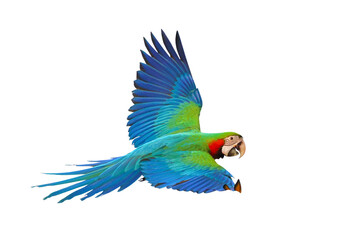 Colorful flying parrot isolated on transparent background png file