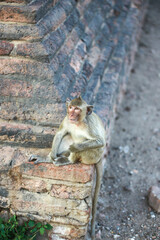 태국 롭부리 유적지에서 만난 원숭이 사원과 원숭이들  