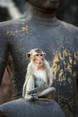 태국 롭부리 유적지에서 만난 원숭이 사원과 원숭이들