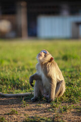 태국 롭부리 유적지에서 만난 원숭이 사원과 원숭이들
