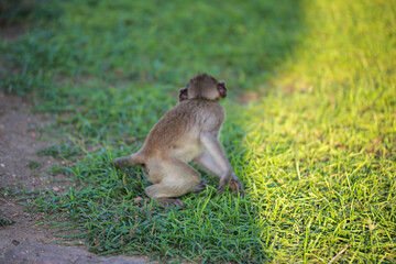 태국 롭부리 유적지에서 만난 원숭이 사원과 원숭이들