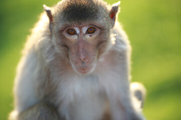 태국 롭부리 유적지에서 만난 원숭이 사원과 원숭이들