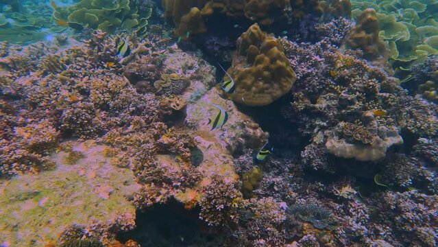 Snorkling snorkel in Phi Phi Island Corel reef teaming with reef fish of various colours. Phuket Thailand teaming with reef fish of various colours. vibrant and colourful Corel reef