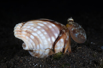 A baby Coconut Octopus - Amphioctopus marginatus living in a shell. Underwater macro life of Tulamben, Bali, Indonesia.