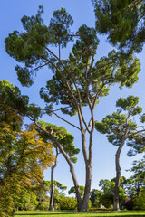 Large old pine trees in the Retiro park in Madrid, Spain