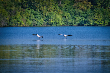 Fototapeta na wymiar White Pelican Birds Fly in the Sky Heading Towards a Lake