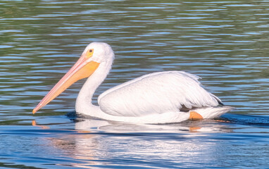 White Pelican Bird Swims Across a Blue Lake 