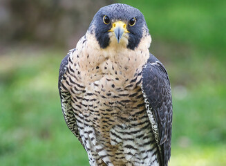 Potrait of a Peregrine Falcon Raptor Bird