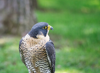 Potrait of a Peregrine Falcon Raptor Bird