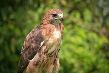 Portrait of a Red-Tailed Hawk Raptor Bird