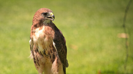 Portrait of a Red-Tailed Hawk Raptor Bird