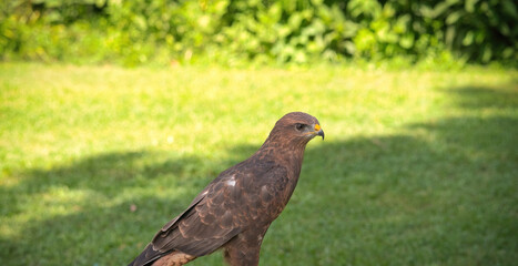 Portrait of a Red-Tailed Hawk Raptor Bird