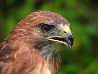 Portrait of a Red-Tailed Hawk Raptor Bird