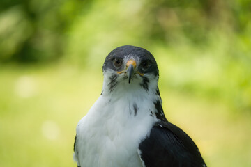 Potrait of a African Angur Buzzard (Buteo Angur) Raptor Bird