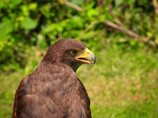 Potrait of Harris Hawk Raptor Bird