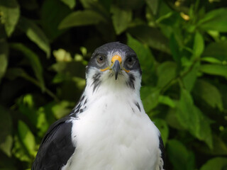 Potrait of a African Angur Buzzard (Buteo Angur) Raptor Bird