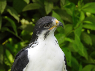 Obraz premium Potrait of a African Angur Buzzard (Buteo Angur) Raptor Bird